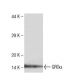 GROα Antibody (5G11) - Western Blotting - Image 136757