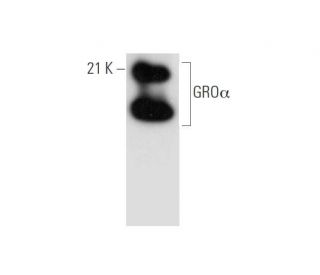 western blotting image from recommended GRO&alpha; (G-7) monoclonal antibody replacement. Image 314189