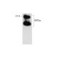 western blotting image from recommended GROα (G-7) monoclonal antibody replacement. Image 314189