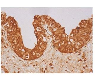 GROÎ3 Antibody (C-15): sc-1376