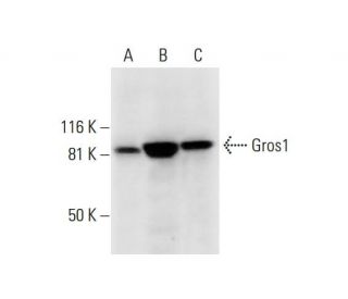 Gros1 Antibody (F-5) - Western Blotting - Image 291881 