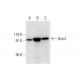 Gros1 Antibody (F-5) - Western Blotting - Image 291881 