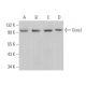 Gros1 Antibody (F-5) - Western Blotting - Image 370127