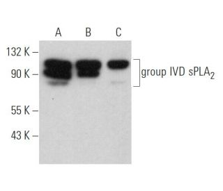 group IVD sPLA<sub>2</sub> Antibody (H-6) - Western Blotting - Image 368364 
