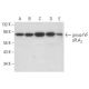 group IVF sPLA2 Antibody (C-6) - Western Blotting - Image 308169