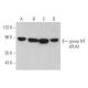 group IVF sPLA2 Antibody (C-6) - Western Blotting - Image 369919 