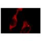 group V PLA2 Antibody (1B7) - Immunofluorescence - Image 3790