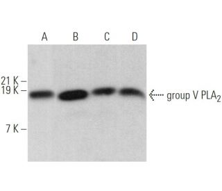 group V PLA<sub>2</sub> Antibody (C-4) - Western Blotting - Image 368988 