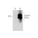 group X sPLA2 Antibody (E-4) - Western Blotting - Image 319616 