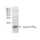 group X sPLA2 Antibody (E-4) - Western Blotting - Image 384747