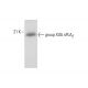 group XIIA sPLA2 Antibody (E-9) - Western Blotting - Image 320459