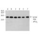 group XIIA sPLA2 Antibody (E-9) - Western Blotting - Image 371694 