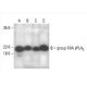 group XIIA sPLA2 Antibody (E-9) - Western Blotting - Image 392877 