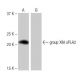 group XIIA sPLA2 Antibody (SP-34) - Western Blotting - Image 64953