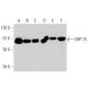western blotting image from recommended GRP 75 (D-9) monoclonal antibody replacement. Image 356183