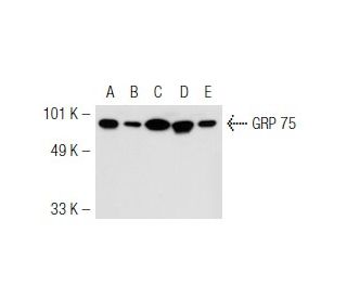 GRP 75 Antibody (D-9) - Western Blotting - Image 42513