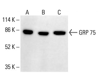 GRP 75 Antibody (D-9) - Western Blotting - Image 412812