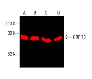パリコレクション SCBT | (E-4) Antibody HSPA5/BiP/GRP78 - Biotechnology Cruz Santa ポケモンカードゲーム