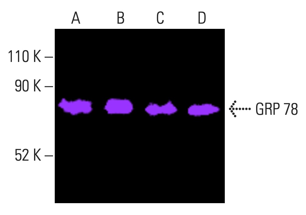 メーカー 一覧 - SCBT | (E-4) Antibody HSPA5/BiP/GRP78 Santa Biotechnology Cruz その他