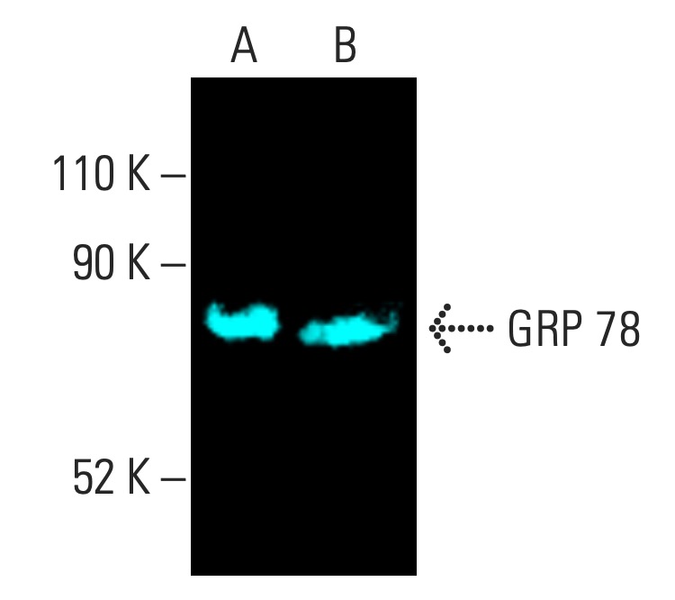 最新 | (E-4) Antibody HSPA5/BiP/GRP78 SCBT Biotechnology Cruz Santa - その他