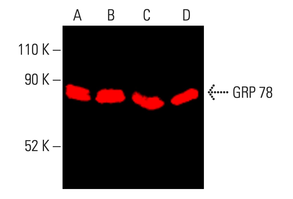 HSPA5/BiP/GRP78 Antibody (E-4) | SCBT - Santa Cruz Biotechnology