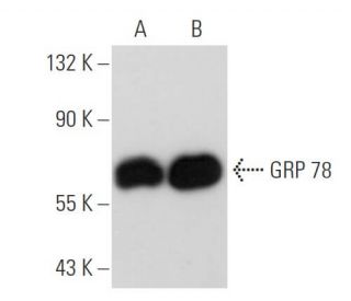 western blotting image from recommended HSPA5/BiP/GRP78 (E-4) monoclonal antibody replacement. Image 82274