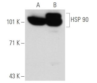 GRP 94 Antibody (2H3) - Western Blotting - Image 42961