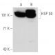 GRP 94 Antibody (2H3) - Western Blotting - Image 42961