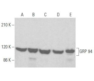 GRP 94 Antibody (9G10) | SCBT - Santa Cruz Biotechnology