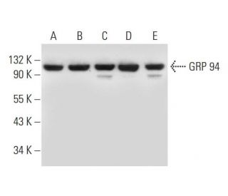 GRP 94 Antibody (H-10) - Western Blotting - Image 295748 