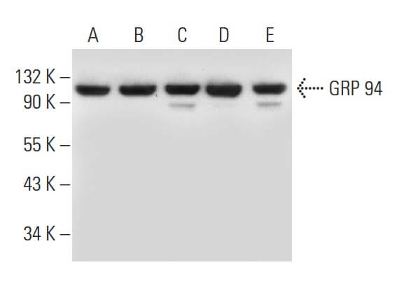 grp-94-antibody-h-10-western-
