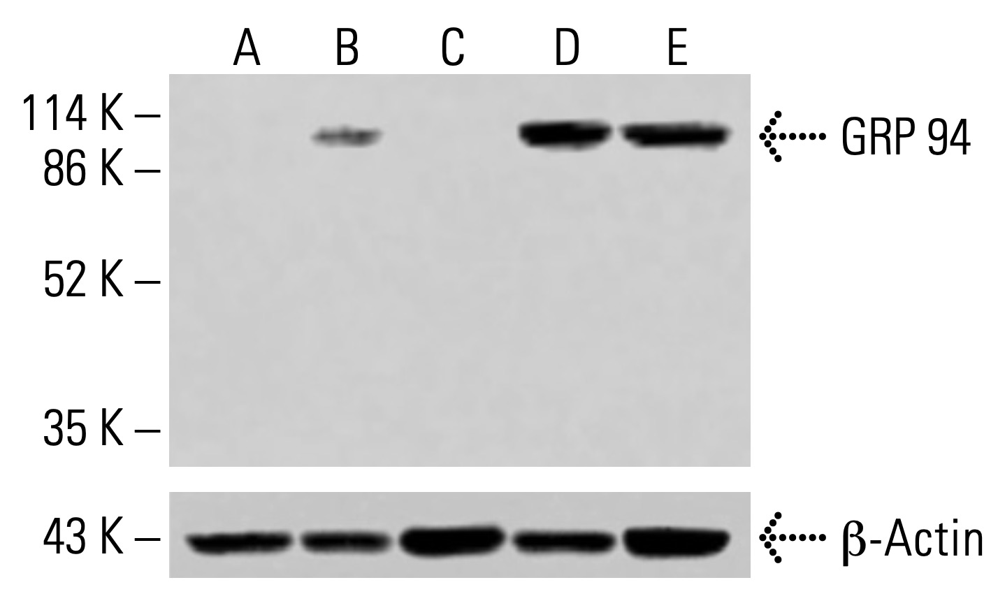 GRP 94 Antibody (H-10) | SCBT - Santa Cruz Biotechnology