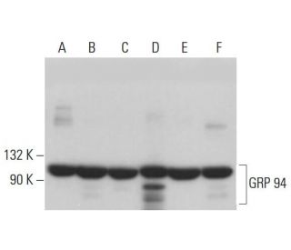 western blotting image from recommended GRP 94 (9G10) monoclonal antibody replacement. Image 380885