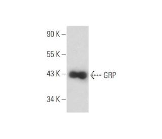 GRP Antibody (E-11) - Western Blotting - Image 128758