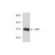 GRP Antibody (E-11) - Western Blotting - Image 128758