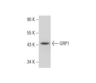GRP1 Antibody (A-10) - Western Blotting - Image 325119 