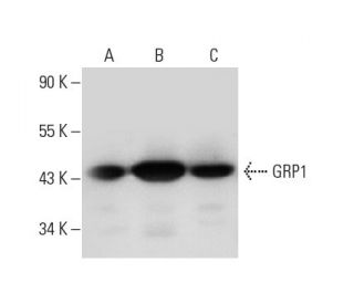 GRP1 Antibody (A-3) - Western Blotting - Image 325118 