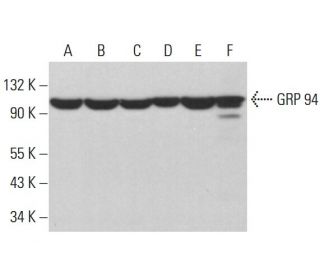 GRP 94 Antibody (H-10) - Western Blotting - Image 380873