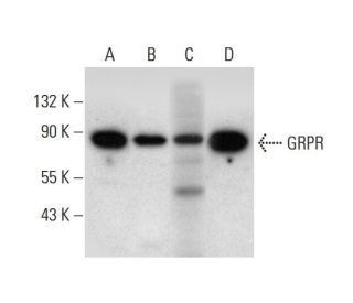 GRPR Antibody (D-1) - Western Blotting - Image 305770 