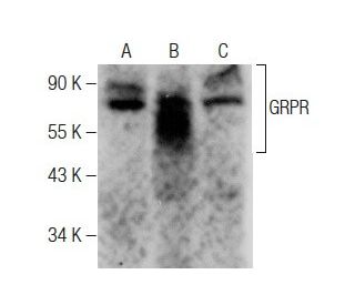 GRPR Antibody (F-6) - Western Blotting - Image 283469 