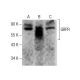 GRPR Antibody (F-6) - Western Blotting - Image 283469 