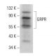 GRPR Antibody (F-6) - Western Blotting - Image 381471