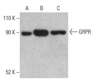 GRPR Antibody (D-1) - Western Blotting - Image 401216