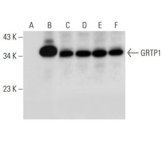 GRTP1 Antibody (G-6) - Western Blotting - Image 311969 