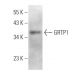 GRTP1 Antibody (G-6) - Western Blotting - Image 369030