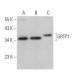 GRTP1 Antibody (G-6) - Western Blotting - Image 369032 