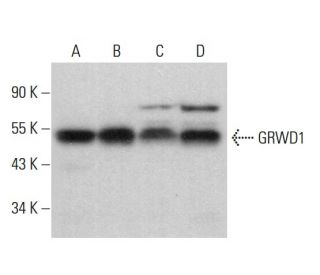 GRWD1 Antibody (B-7) - Western Blotting - Image 377718 