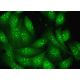 GRWD1 Antibody (D-1) - Immunofluorescence - Image 378407 