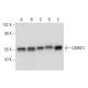 GRWD1 Antibody (D-1) - Western Blotting - Image 314089 