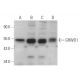 GRWD1 Antibody (D-1) - Western Blotting - Image 374973